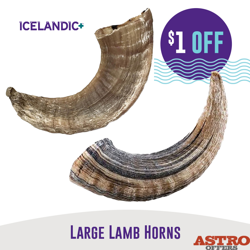 Astro | Icelandic+ | $1.00 OFF Large Lamb Horns