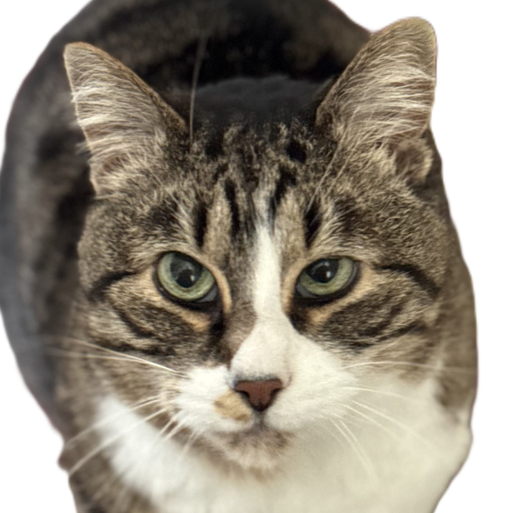 Feline Pine Original Cat Litter, 20-lb Nature's Pet Market NW