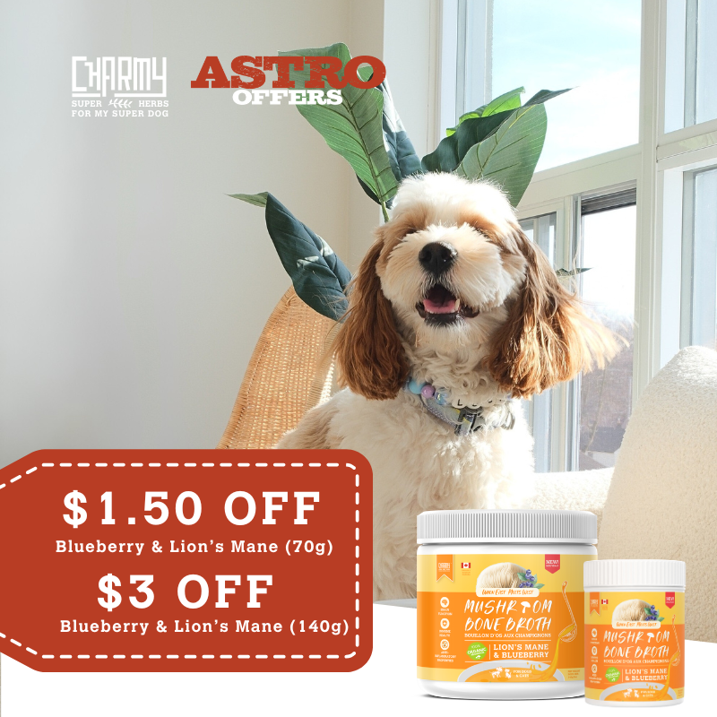 Astro | Charmy Pet | Dollars OFF Blueberry & Lion's Mane Mushroom Broth