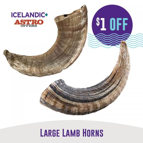 Astro | Icelandic+ | $1.00 OFF Large Lamb Horns